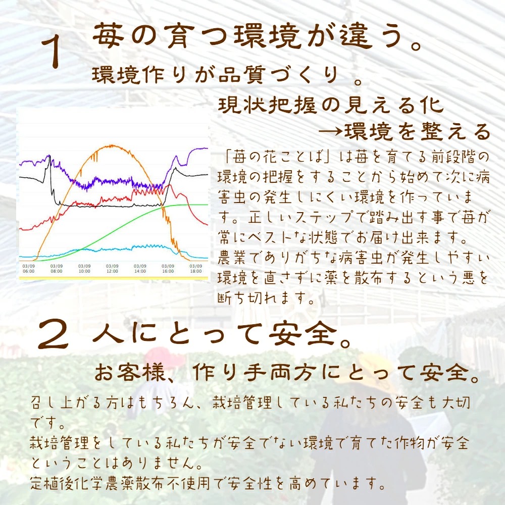 いちご 新潟 雪国完熟越後姫ダブル（約760g）ギフト箱入り イチゴ 苺 フルーツ お取り寄せ 贈り物 上越