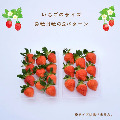 いちご 新潟 雪国完熟越後姫 約200g×2P イチゴ 苺 フルーツ 果物 お取り寄せ ギフト 贈り物 上越