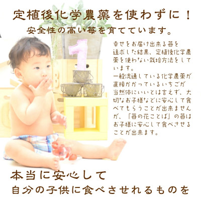 いちご 新潟 雪国完熟越後姫 約200g×2P イチゴ 苺 フルーツ 果物 お取り寄せ ギフト 贈り物 上越