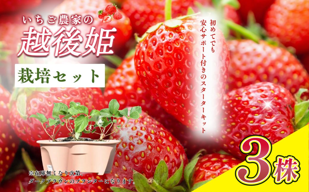 【在庫がなくなり次第 終了】越後姫 栽培キット 3株 いちご 苺 苗 新潟県 上越市