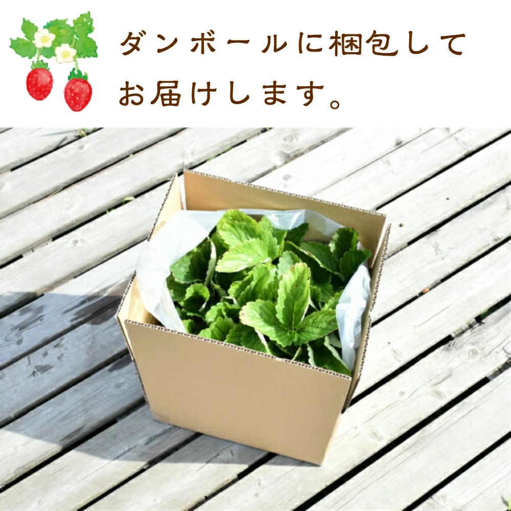 【在庫がなくなり次第 終了】越後姫 栽培キット 3株 いちご 苺 苗 新潟県 上越市