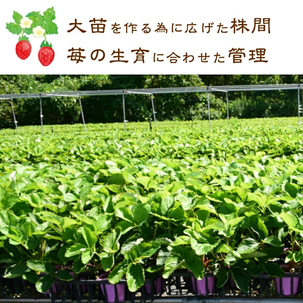 【在庫がなくなり次第 終了】越後姫 栽培キット 3株 いちご 苺 苗 新潟県 上越市