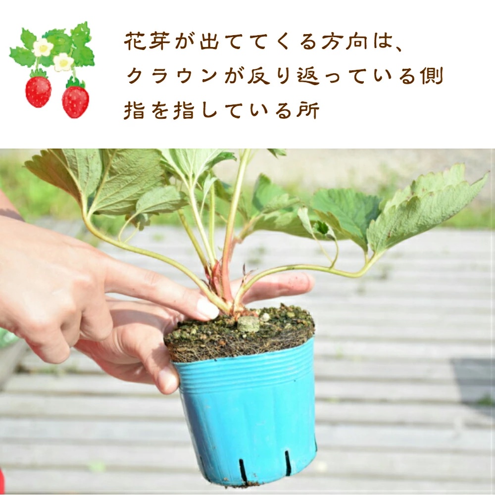 【在庫がなくなり次第 終了】越後姫 栽培キット 3株 いちご 苺 苗 新潟県 上越市