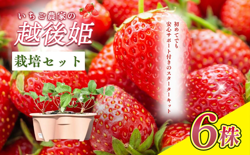 【先行予約｜10月中旬より順次出荷】いちご 越後姫栽培キット 6株 越後姫 栽培キット 苺 栽培 プランター 植物 プラント