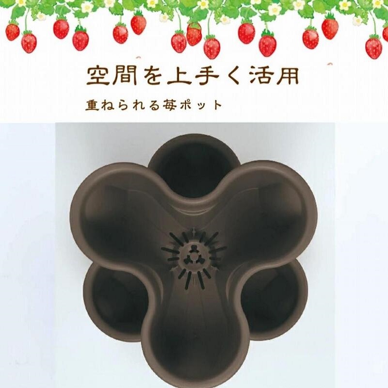 【先行予約｜10月中旬より順次出荷】いちご 越後姫栽培キット 6株 越後姫 栽培キット 苺 栽培 プランター 植物 プラント