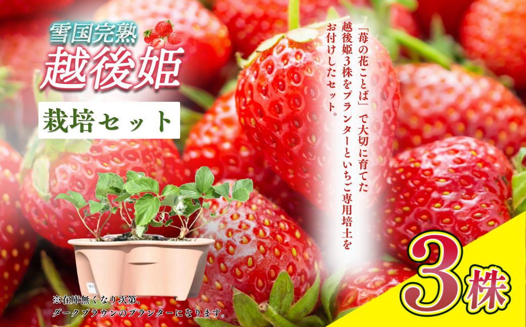 【先行予約｜10月中旬より順次出荷】いちご 越後姫栽培キット 3株 越後姫 栽培キット 苺 栽培 プランター 植物 プラント