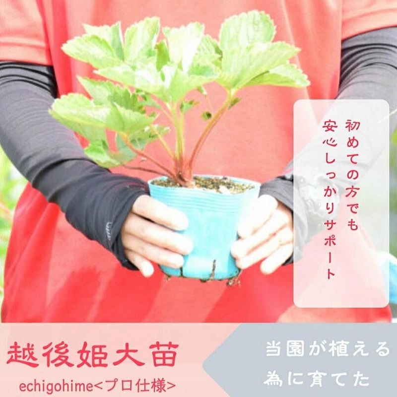 【先行予約｜10月中旬より順次出荷】いちご 越後姫栽培キット 3株 越後姫 栽培キット 苺 栽培 プランター 植物 プラント