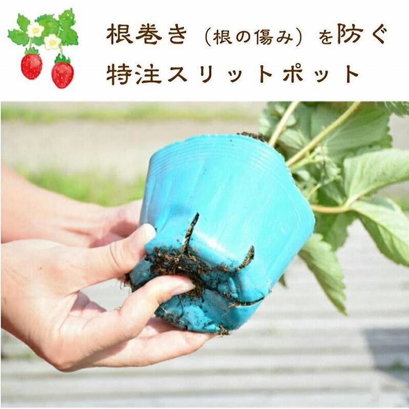 【先行予約｜10月中旬より順次出荷】いちご 越後姫栽培キット 3株 越後姫 栽培キット 苺 栽培 プランター 植物 プラント