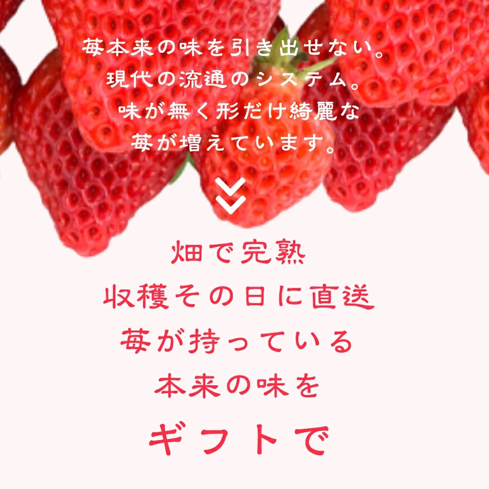 定期便 6回【12～5月発送】いちごの定期配送 雪国完熟いちご越後姫 ダブル（約760g×全6回） 越後姫 いちご