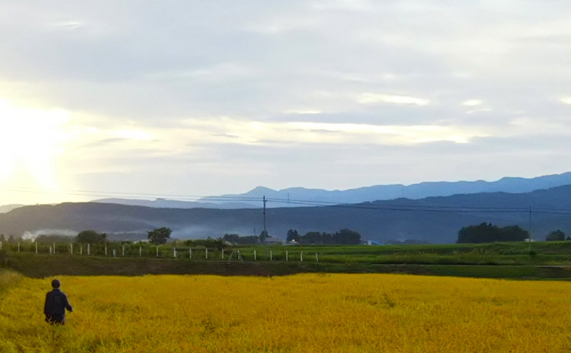 【（定期便）先行予約】令和7年産　新潟県上越市産　定期便 6回【全6回お届け】★隔月15～25日発送の定期便★Riki-saku コシヒカリ 5kg×2袋【アフコ・秋山農場のPB米】 こしひかり 米 お米