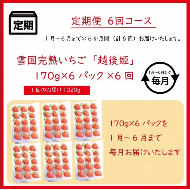 定期便 6回【1～6月発送】雪国完熟越後姫 170g×6全6回 定期配送 越後姫 いちご 定期便 完熟 苺 新潟 上越