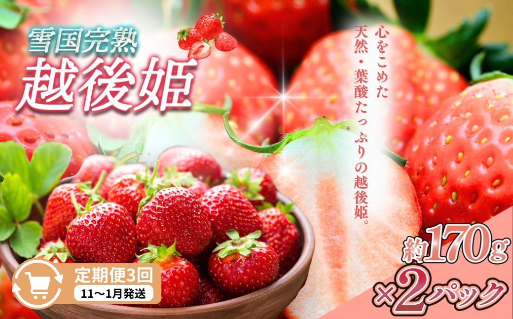 定期便 3回【11～1月発送】いちごの定期配送 雪国完熟いちご越後姫170g×2全3回 越後姫 いちご 定期便 完熟