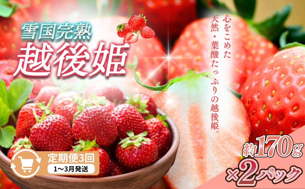 定期便 3回【1～3月発送】雪国完熟いちご越後姫 170g×2全3回 定期配送 越後姫 いちご 定期便 完熟 苺 新潟
