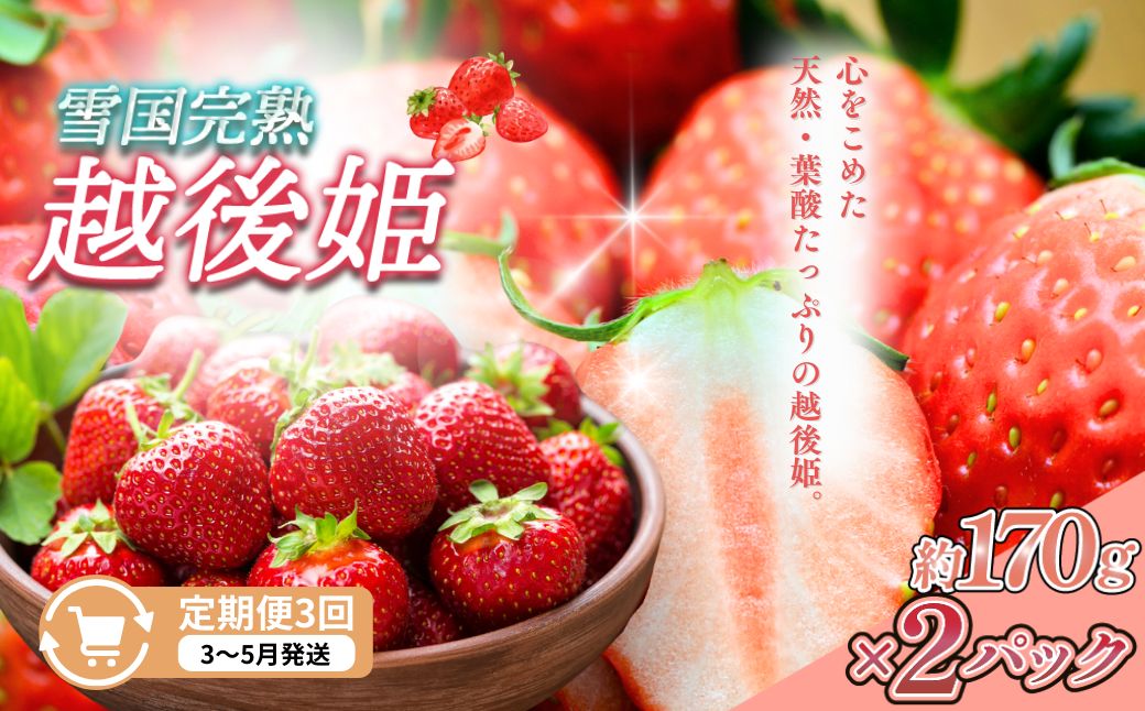 定期便 3回【3～5月発送】雪国完熟いちご越後姫 170g×2全3回 定期配送 越後姫 いちご 定期便 完熟 苺 新潟