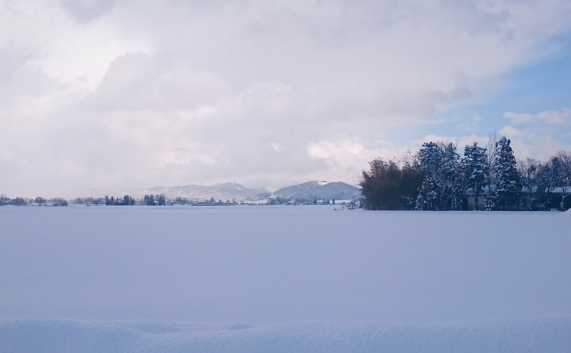 【定期便】令和7年産 新潟県上越市産定期便 【全12回お届け】★毎月1～10日発送の定期便★ Riki-saku コシヒカリ 5kg×2袋【アフコ・秋山農場のPB米】 米 お米 12ヶ月