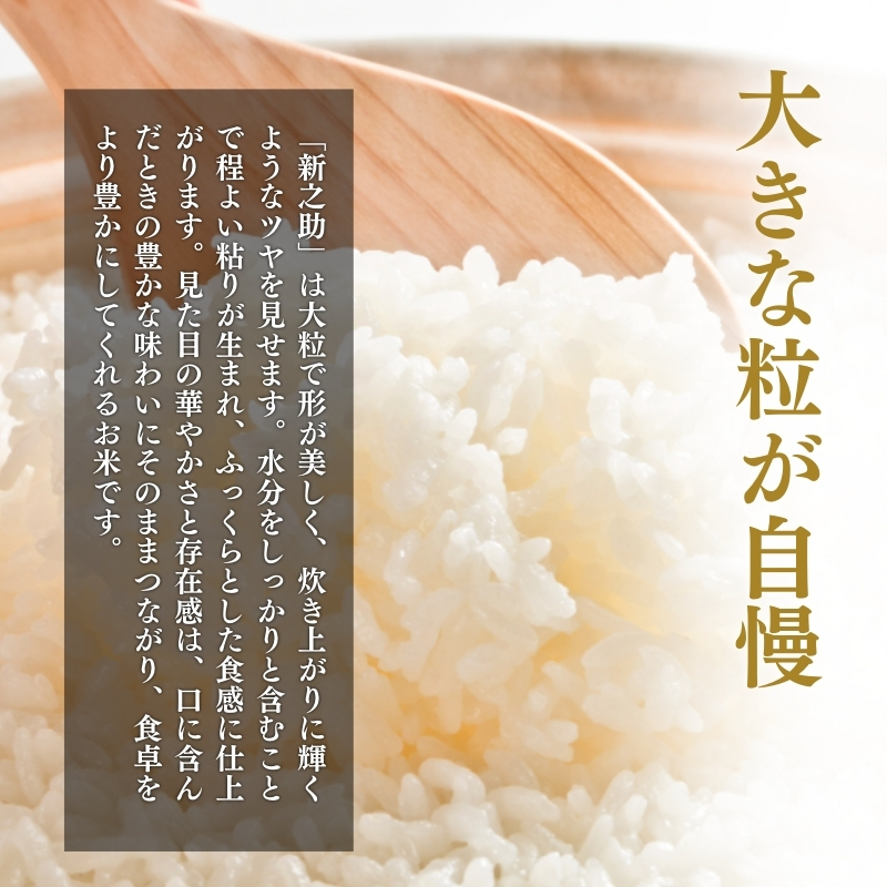 【7月中旬配送】上越市産 新潟 新之助 5kg しんのすけ お米 精米 米 ご飯