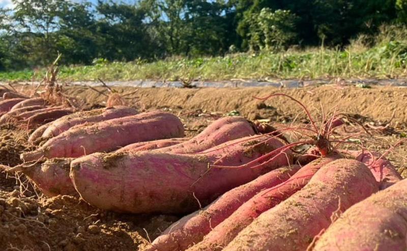 まるたき工房の干し芋【シルクスイート】300g　おいも スイーツ ほしいも さつまいも おやつ お菓子 和菓子 和スイーツ 新潟県産 国産