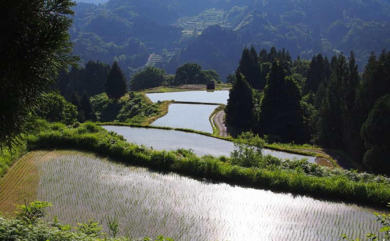 令和7年 新潟県産 棚田米 新之助 精白米 定期便 60kg 60キロ (10kg×6回) 雪中貯蔵 雪むろ しんのすけ 精米 お米 こめ 新潟 上越 米 送料無料