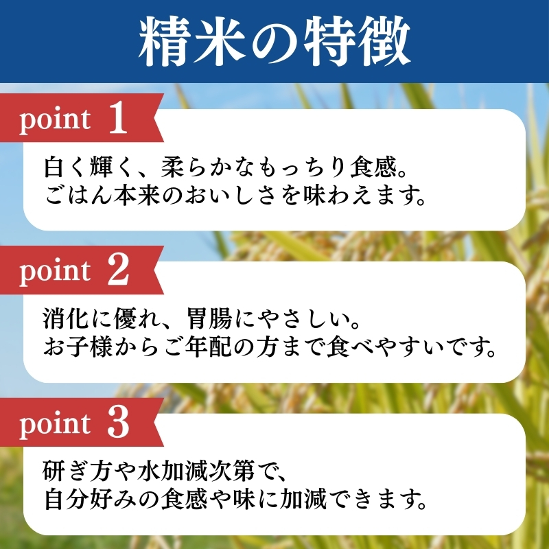 令和7年産 新潟県上越産こしひかり 精米 5kg 6か月定期便 上越市 米 コメ コシヒカリ