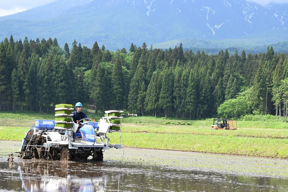 米 お米 百名山が育む水の米 コシヒカリ 玄米20kg 1袋 令和5年産 上越市中郷区岡沢産 農家直送 こめ 新潟