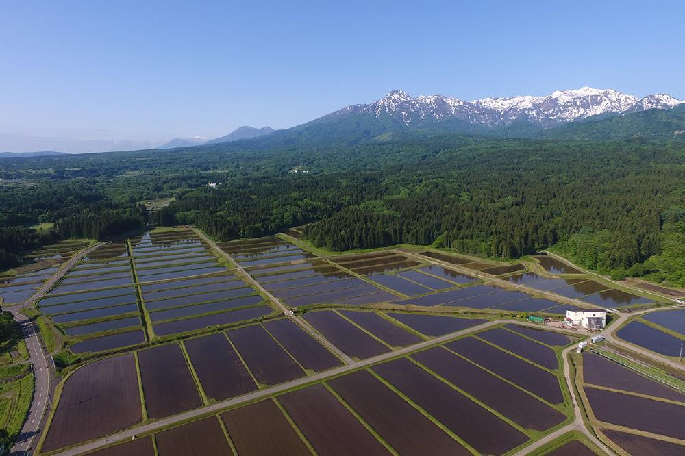 米 お米 百名山が育む水の米 つきあかり 玄米20kg 1袋 令和5年産 上越市中郷区岡沢産 農家直送 こめ 新潟