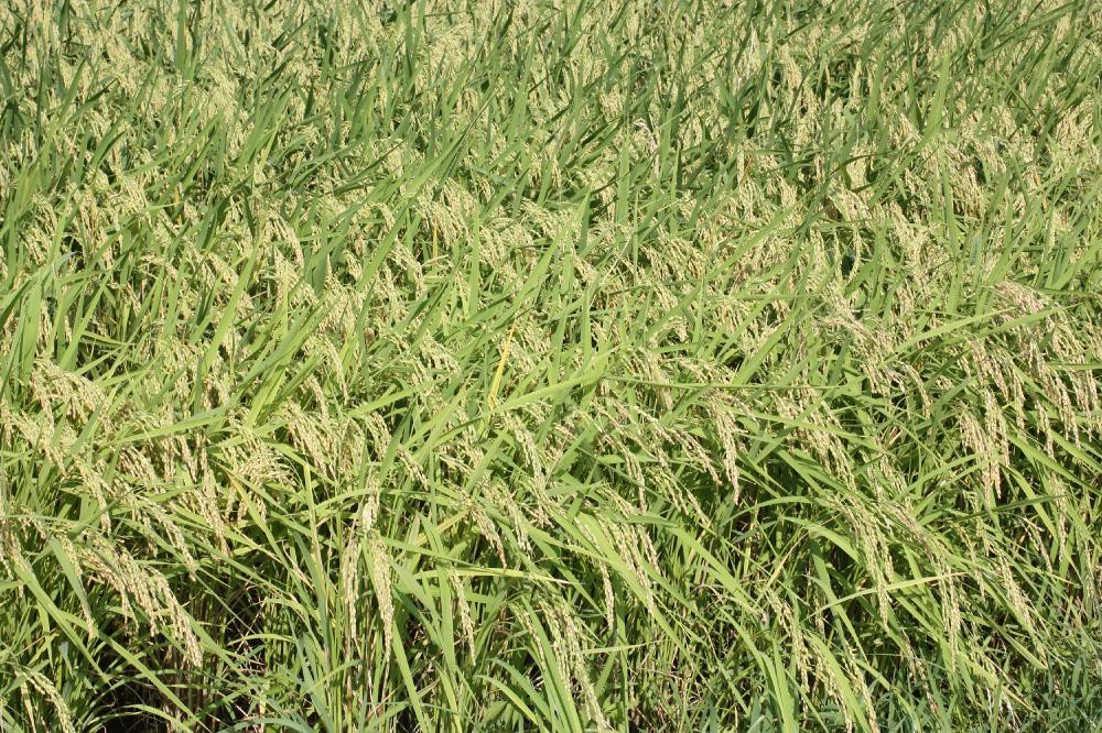 令和5年産／上越産 新潟県奨励品種「新潟県認証特別栽培米・もち米／わたぼうし」精米6kg／3kg×2袋 新潟