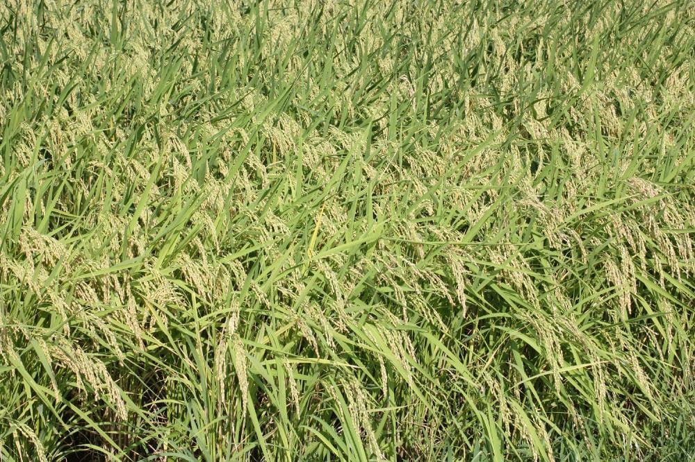 令和7年産/新潟県上越産 人気のお米「新潟県認証特別栽培米コシヒカリ」精米5kg