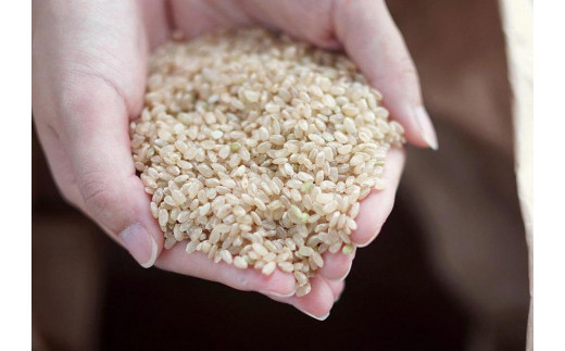 麹チーズケーキ（ぎっしり里の実）4～6人用（無添加・グルテンフリー）［里山ボタニカル］