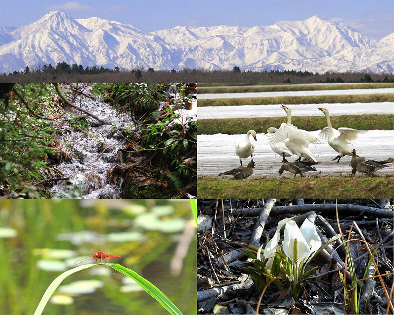 新潟県産特別栽培米コシヒカリ 白米5kg｜こしひかり コシヒカリ 米 お米 こめ おすすめ 人気 ふるさと納税 特別栽培 新潟 新潟県産 にいがた 上越 上越産