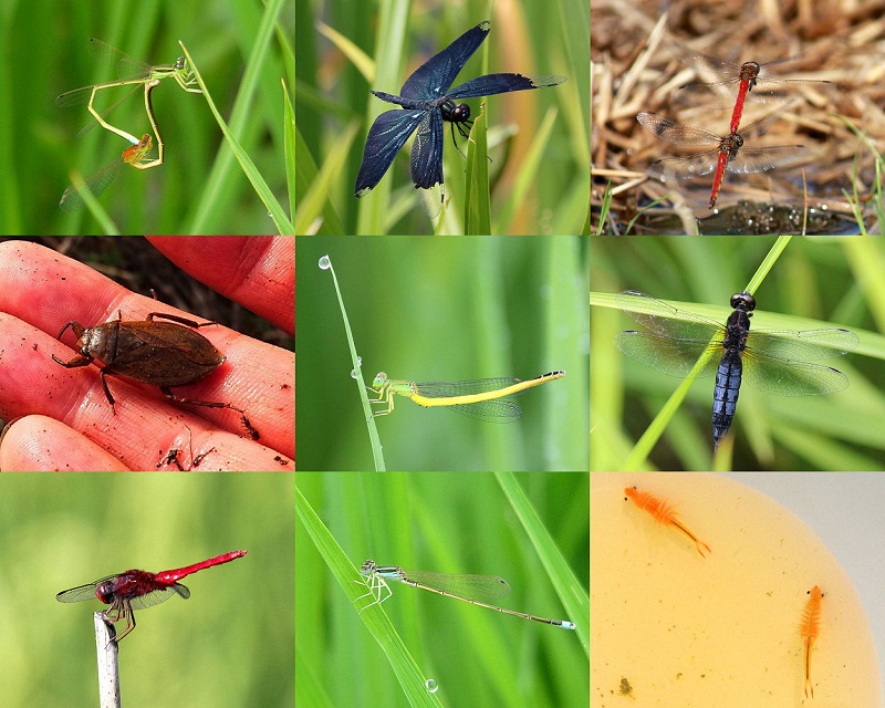 新潟県産特別栽培米コシヒカリ 白米10kg｜こしひかり コシヒカリ 米 お米 こめ おすすめ 人気 ふるさと納税 新潟 新潟県産 にいがた 上越 上越産