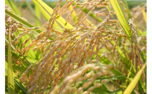 お米マイスターが育てた特別栽培米 コシヒカリ 上越頸城産 令和7年産 2kg(2kg×1袋)白米