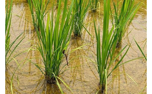 極少量米:数量限定令和5年産精米/新潟県上越市大島区産棚田米こがねもち 4kg(2kg×2)もち米 もち 米 こめ