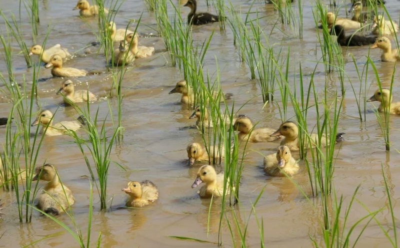 令和7年・新潟県産|JAS有機栽培アイガモ農法コシヒカリ100% 精米5kg