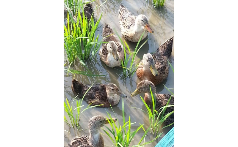 令和7年・新潟県産|JAS有機栽培アイガモ農法コシヒカリ100% 精米5kg