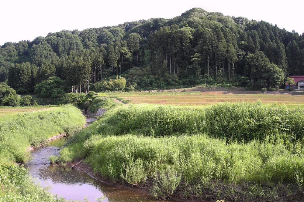 定期便 6ヶ月 新潟県認証減農薬米 特別栽培米 コシヒカリ 精米 2kg 米 お米 こめ こしひかり 新潟 上越