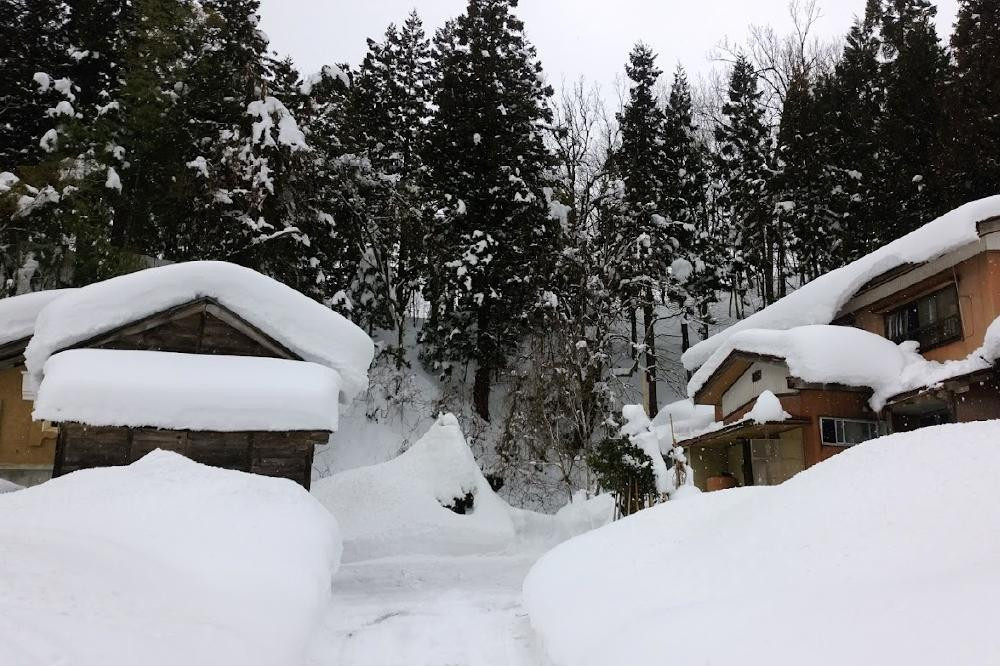 定期便 6ヶ月 新潟県認証減農薬米 特別栽培米 コシヒカリ 精米 2kg 米 お米 こめ こしひかり 新潟 上越