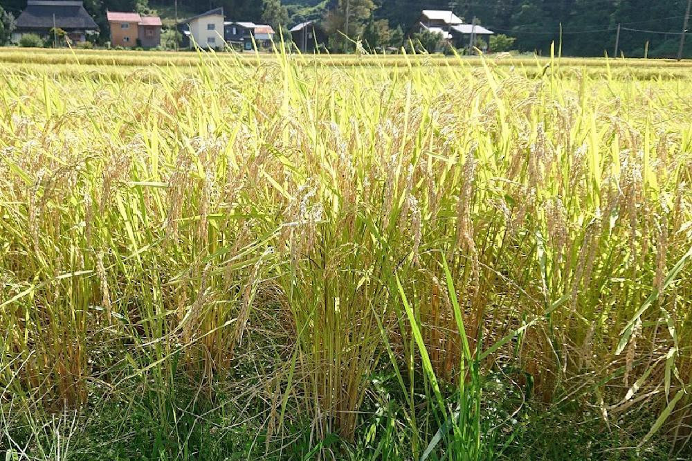 定期便 6ヶ月 新潟県認証減農薬米 特別栽培米 コシヒカリ 精米 2kg 米 お米 こめ こしひかり 新潟 上越