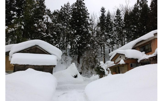 定期便 6ヶ月 新潟県認証減農薬米 特別栽培米 コシヒカリ 精米 4kg (2kg×2袋) 米 お米 こめ こしひかり