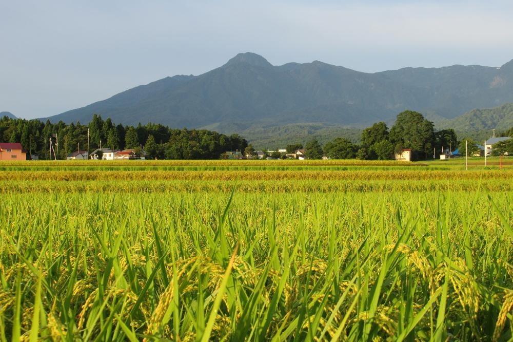 【毎月定期便】標高200mで育てた棚田米|新潟県上越市中郷産・従来種コシヒカリ精米5kg全12回