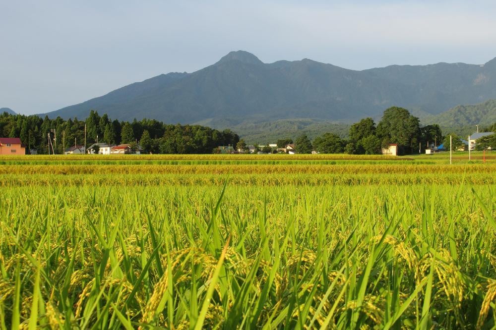 【毎月定期便】標高200mで育てた棚田米|新潟上越中郷・従来種コシヒカリ精米10kg(5kg×2)全12回