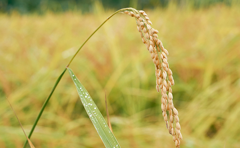 令和7年産 棚田米 上越市板倉産コシヒカリ 10kg  新米 精米　新潟 米 新潟県 こしひかり 限定 おすすめ