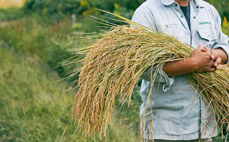 令和7年産 棚田米 上越市板倉産コシヒカリ 10kg  新米 精米　新潟 米 新潟県 こしひかり 限定 おすすめ