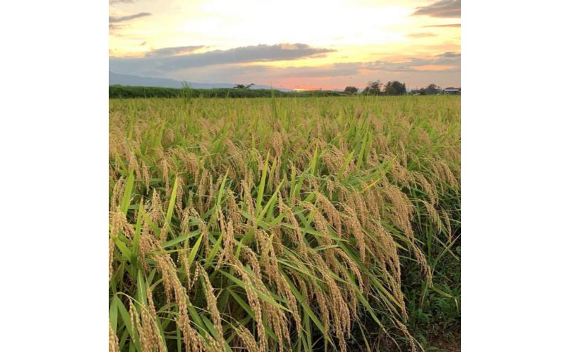 新潟県 清里産コシヒカリ 5kg 上越市　白米　こめ　新潟 新潟県産 上越