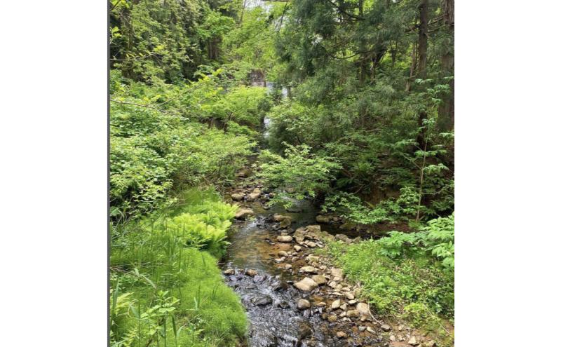 新潟県 清里産コシヒカリ 20kg 上越市　白米　こめ　新潟 新潟県産 上越