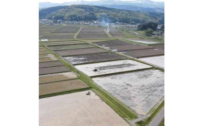 新潟県 清里産コシヒカリ 20kg 上越市　白米　こめ　新潟 新潟県産 上越