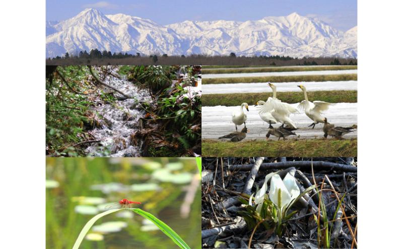 令和6年産 新潟県産アイガモ農法JAS有機栽培米こがねもち 白米3kg もち米 オーガニック 新潟