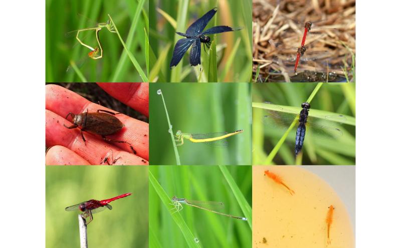 令和6年産 新潟県産アイガモ農法JAS有機栽培米こがねもち 白米3kg もち米 オーガニック 新潟