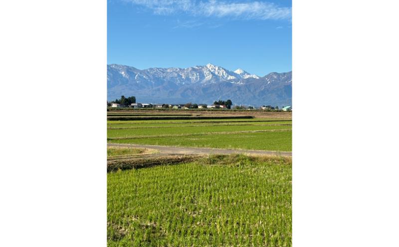 新米 令和7年 新潟県上越市産 従来 コシヒカリ 精米済5kg 5キロ こしひかり お米 米 精米 送料無料