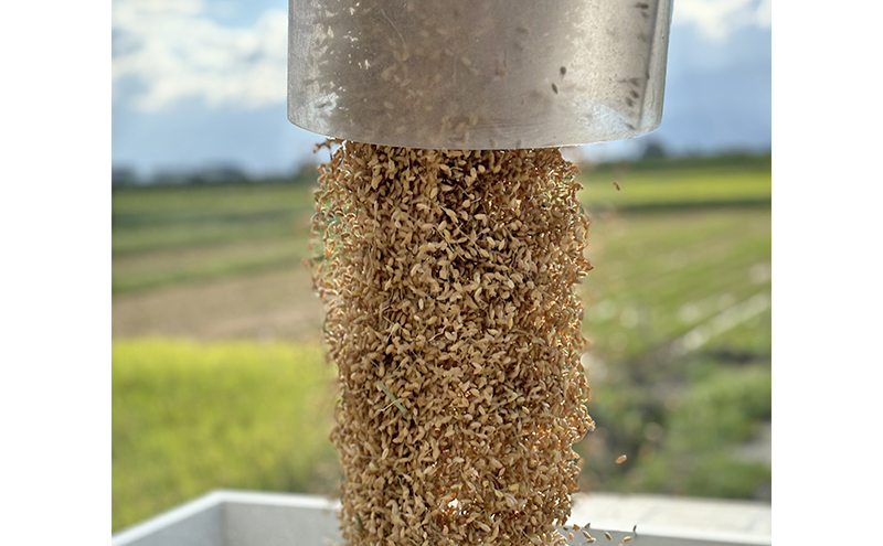 新米 令和7年 新潟県上越市産 従来 コシヒカリ 精米済5kg 5キロ こしひかり お米 米 精米 送料無料