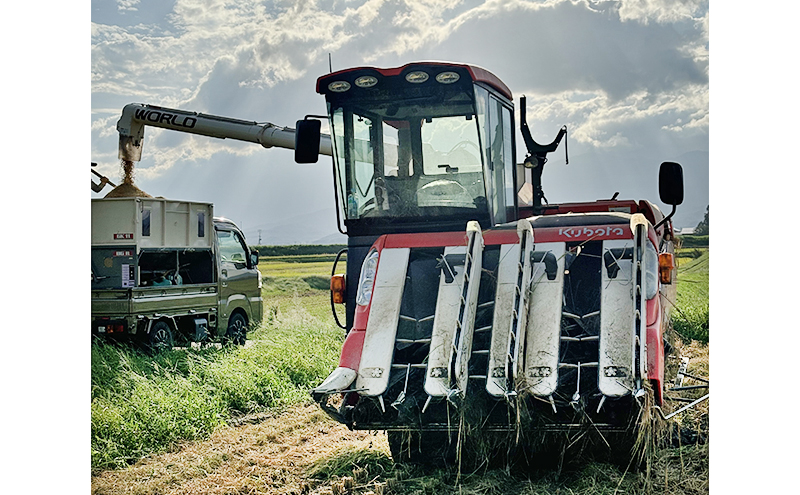 新米 令和7年 新潟県上越市産 従来 コシヒカリ 精米済5kg 5キロ こしひかり お米 米 精米 送料無料